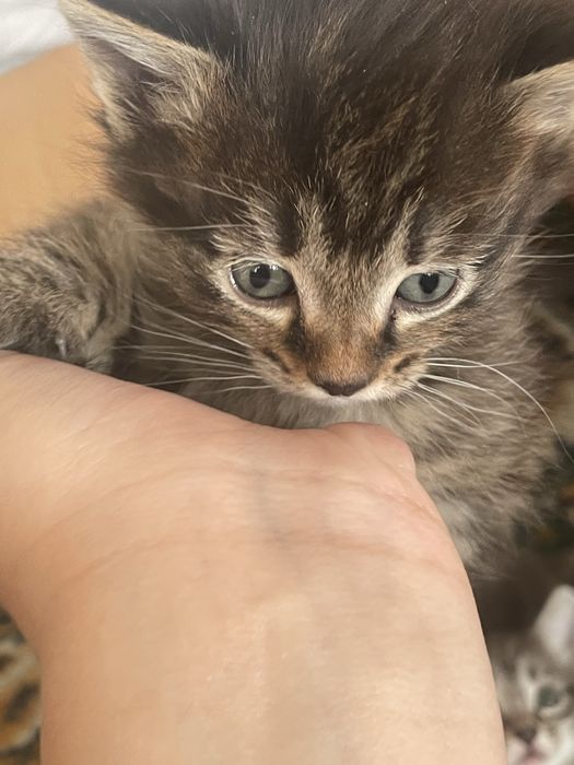 котятки в добрые руки