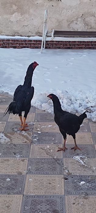 Дакан тухумлари сотилади