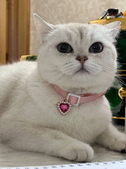 Мушук сотилади , Продается котята