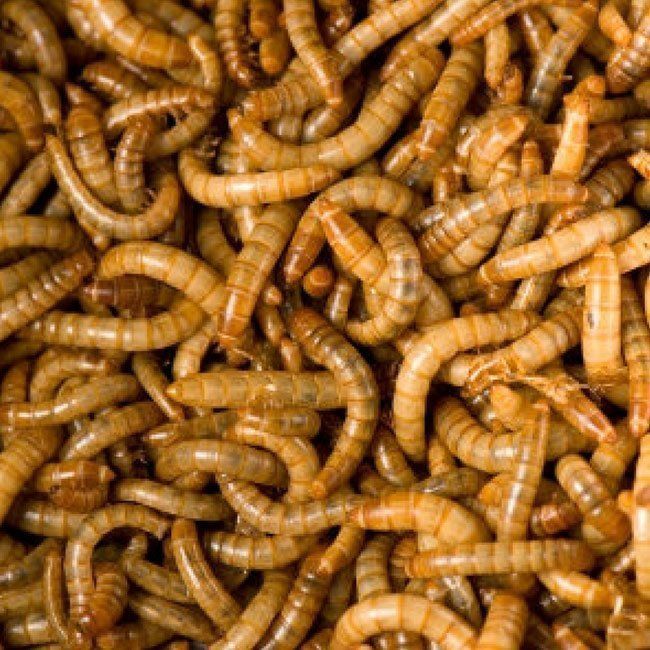 Червеи помпа филтър вентилатор охладител  фигурка буда аквариум fluval