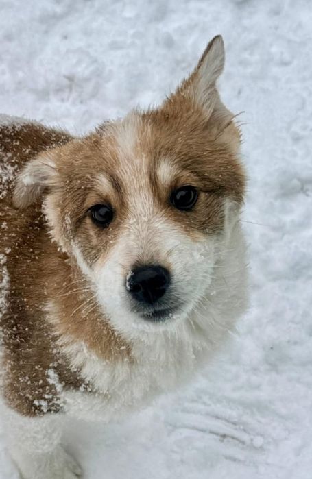 Отдам щенка 3 ,5 месяца