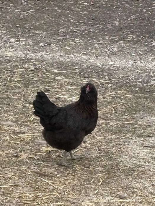 Oua pentru incubator