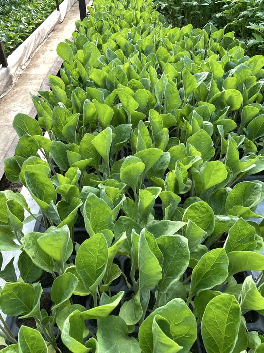 Răsaduri de Legume Profesionale – Soiuri Românești și Hibrizi Productivi
