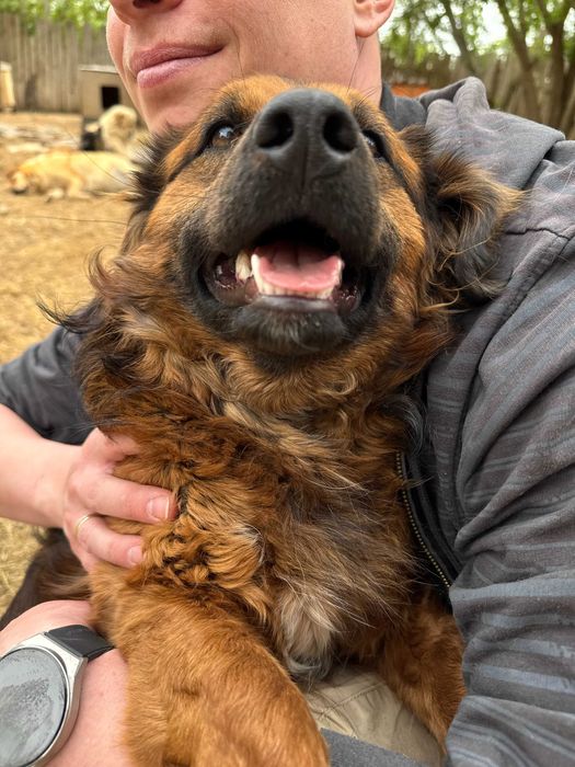 Собака девочка в добрые руки