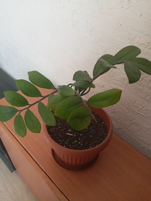 Продаётся цветок Замиакулькас