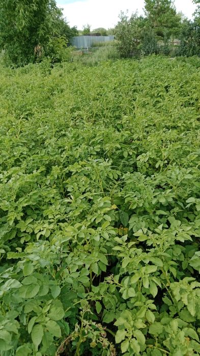 Продаю дачу в Михайловке.