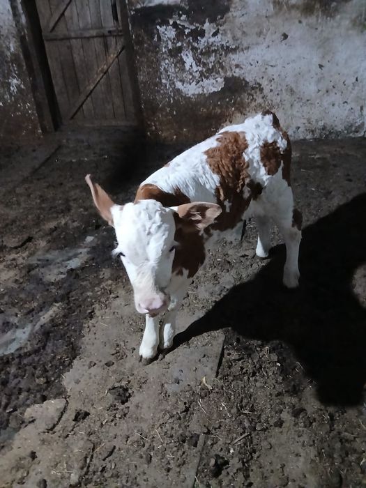 Vând vițel bălțat