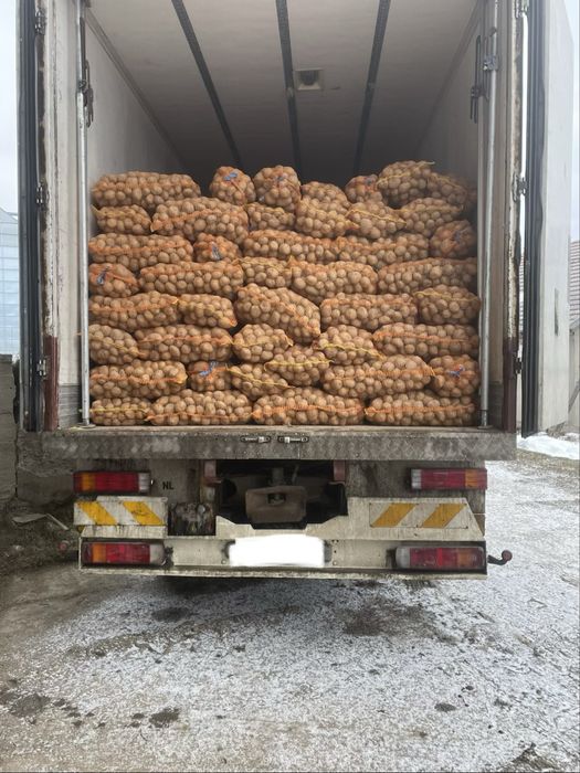 Cartofi  consum  Alb și Roșu (0,8 lei)