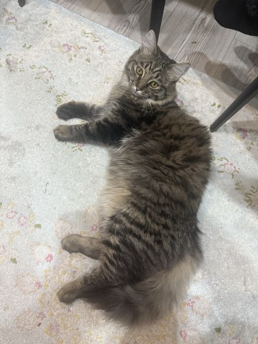 Кот Мейн Кун 8 месяцев