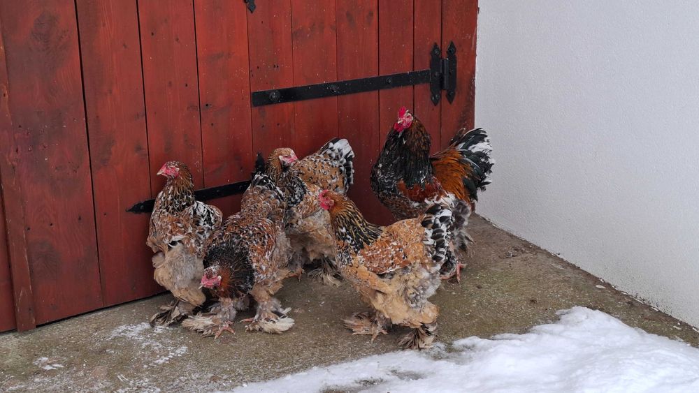 Ouă de incubat Brahma Porțelan