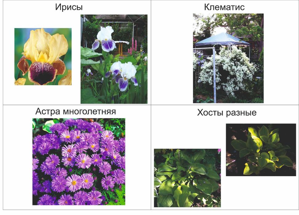 Цветы многолетние рассада