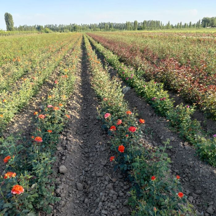 Розы  саженцы оптом