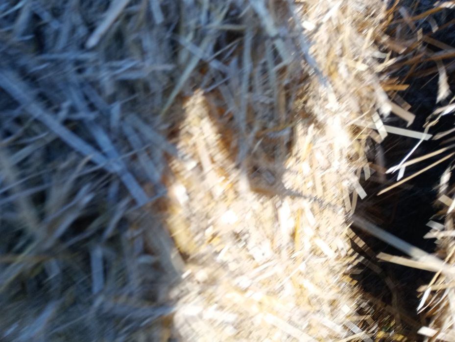 Vând baloți de paie  de grâu