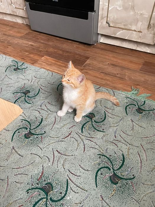 Котик Алматы алгабас