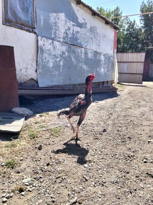 Продам жужика срочно шпоровик
