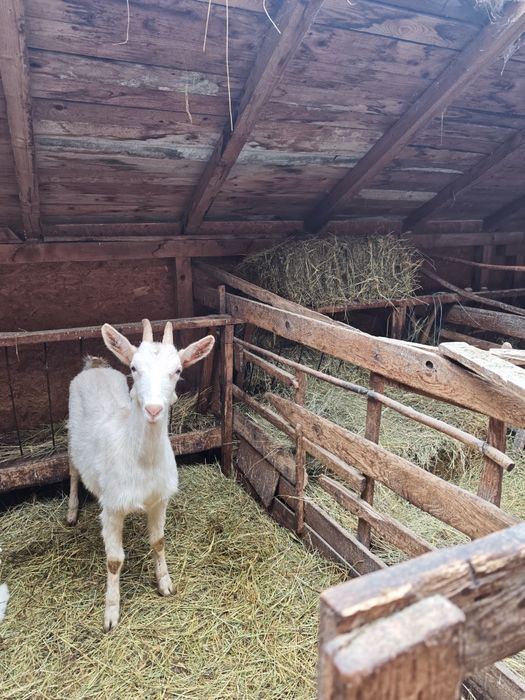 Vând 4 iede(capre) saanen și un țap