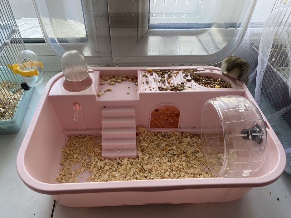 Хомячок джунгарский продам