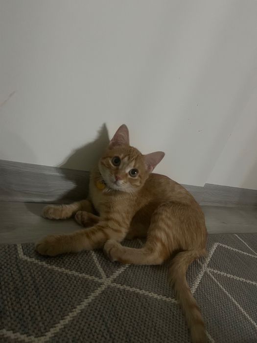 Отдам милого котенка