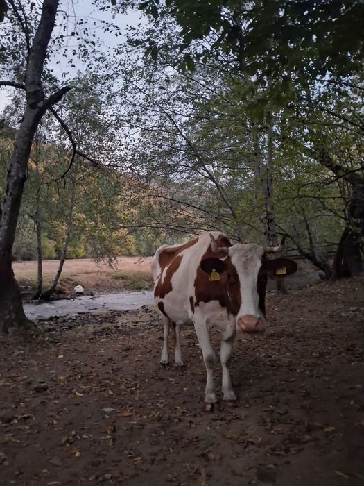 Vaci si taur de vânzare