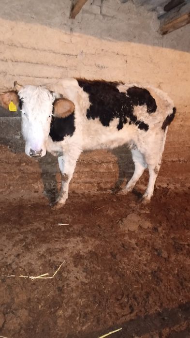 Бузаулы сиыр сатылады