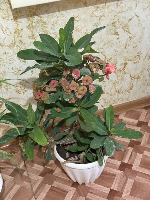 Домашний цветок Молочай Миля