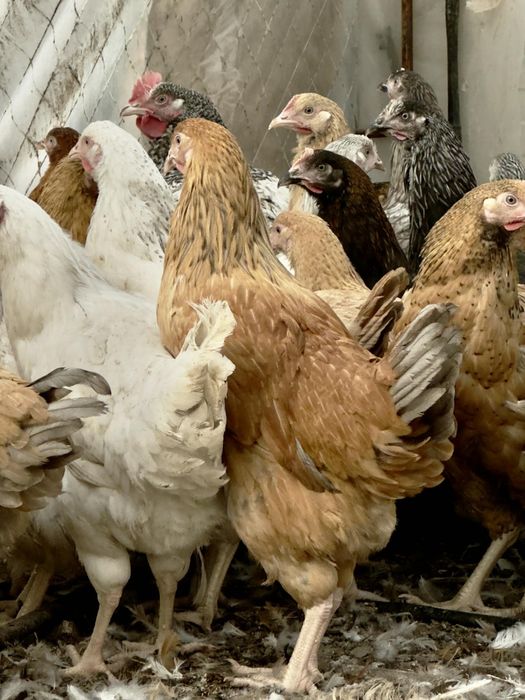 Продавам шарени    ярки