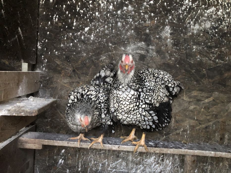 Oua pentru incubat rase deosebite