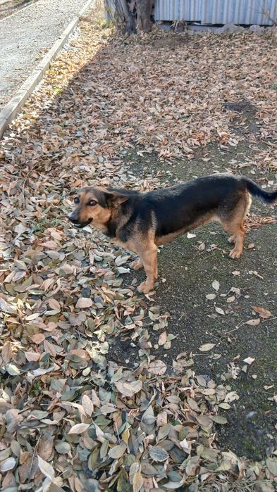 Собака срочно ищет дом