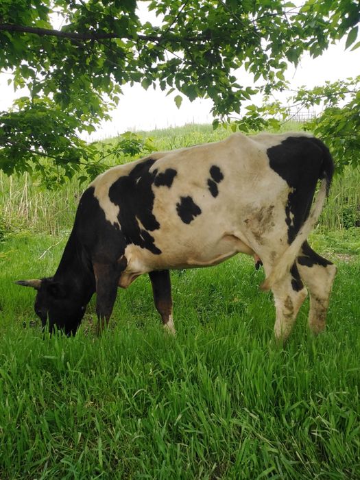 Бузаулы сиыр сатылады