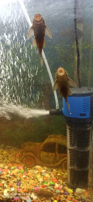 Продаются домашние сомики-анцитрусы