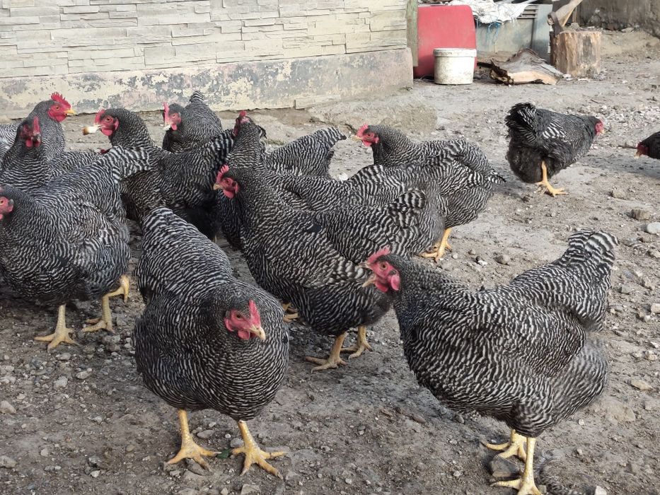 Vând ouă pentru incubat Plymouth Rock barat!