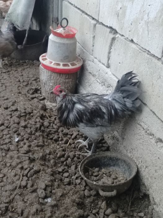 Cocosi diferite rase