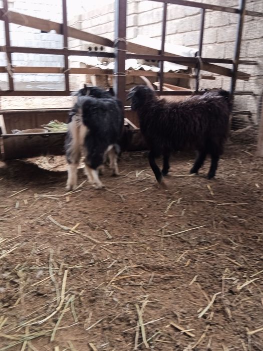 Теке және шыбыштар сатылады.