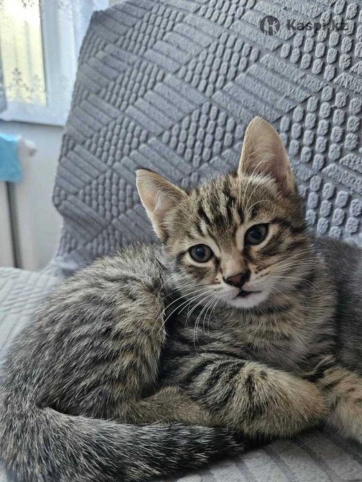 Котята 4 месяца.