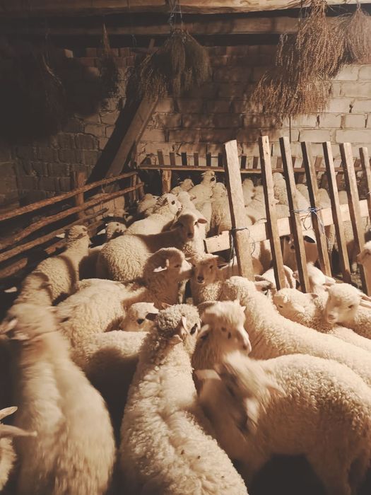 Miei crescuți natural in gospodăria proprie