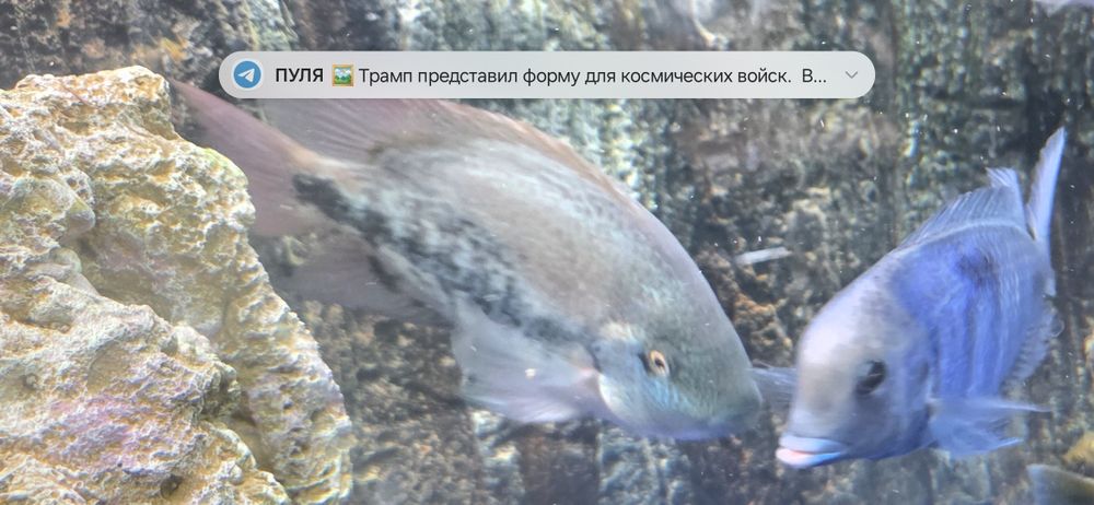 Продам рыбок разных.