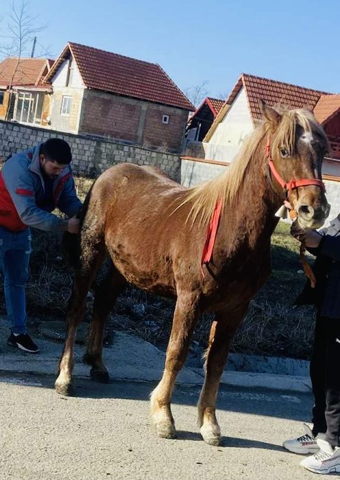 Manza de un an jumate