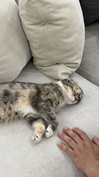 Шотландская вислоухая кошечка