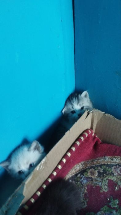 Котята. Мальчики отдам