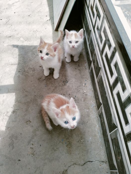 Мушукчалар бепулга