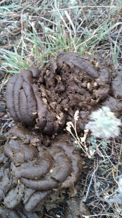 Плющелка вальцовая зерна на 380в