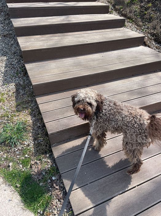 pet sitter (plimbări, vizite la domiciliu, cazare) CLUJ