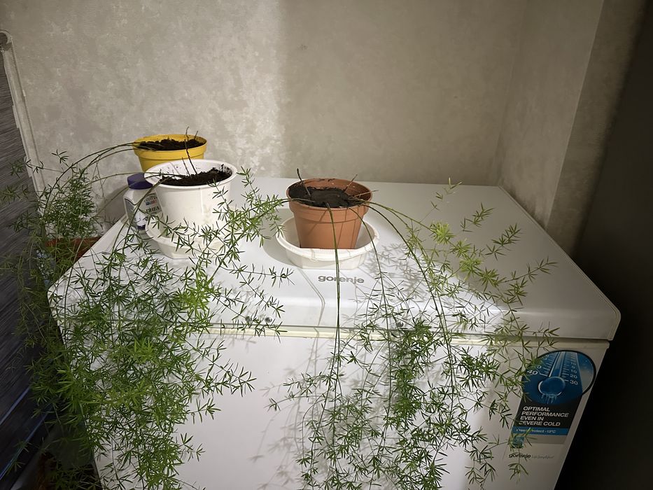 Продам комнатное растение