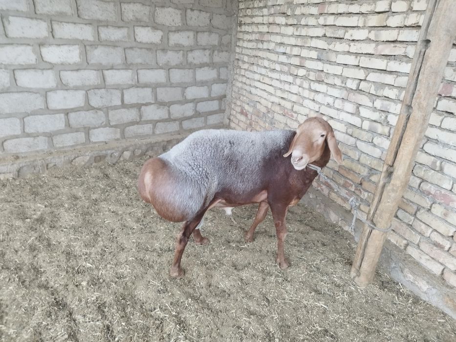 Arashan Qirgʻiziston qoʻchqori