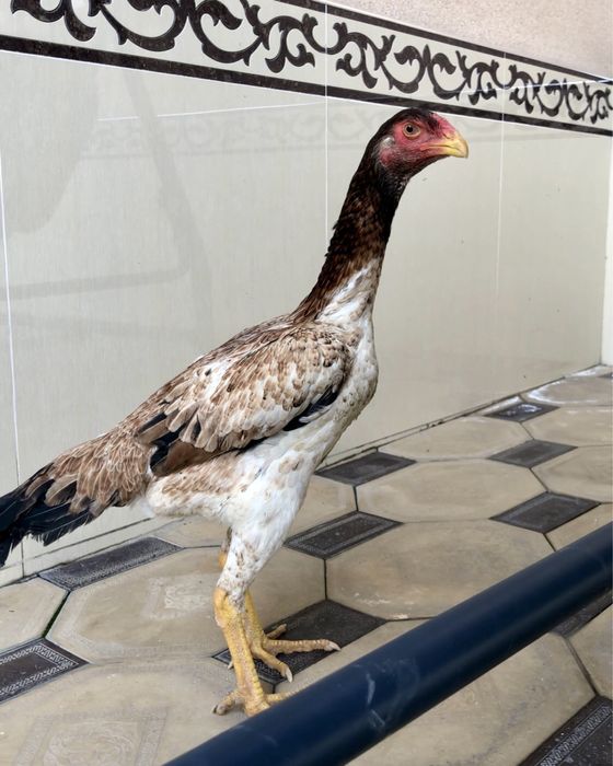 Yapon shamo makiyon sotiladi