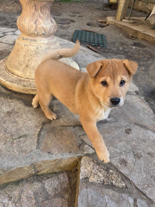 Продавам кученца