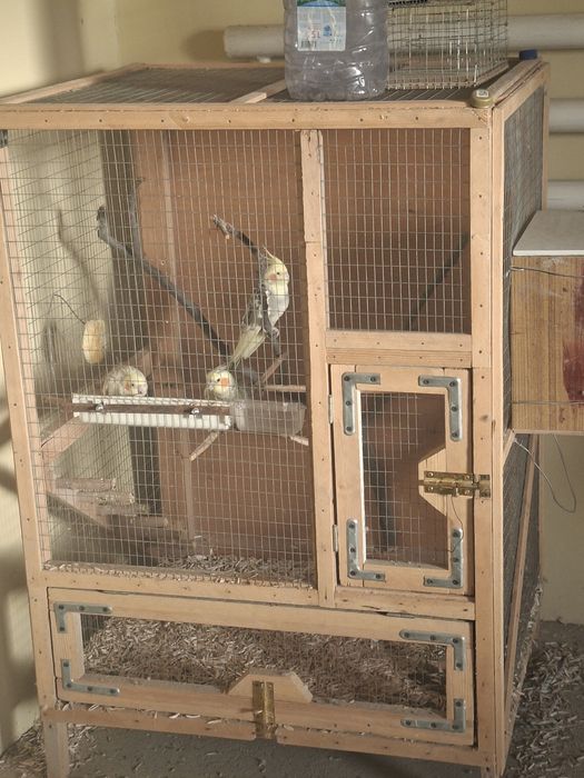 Папугаи карелла мрамор