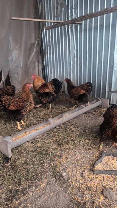 Oua pentru incubat wyandotte Gsg