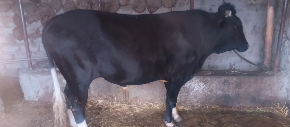 3 yoshga to‘lgan boqilgan tayyor buqa sotiladi.