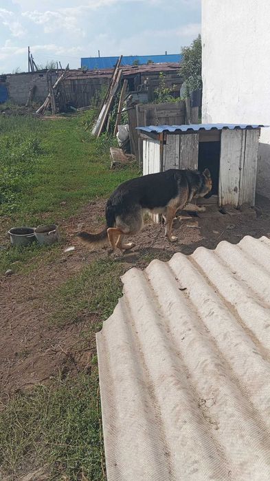 Продам восточно европейскую овчарку
